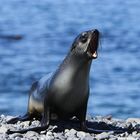 Fur Seal, Cooper Bay South Georgia
