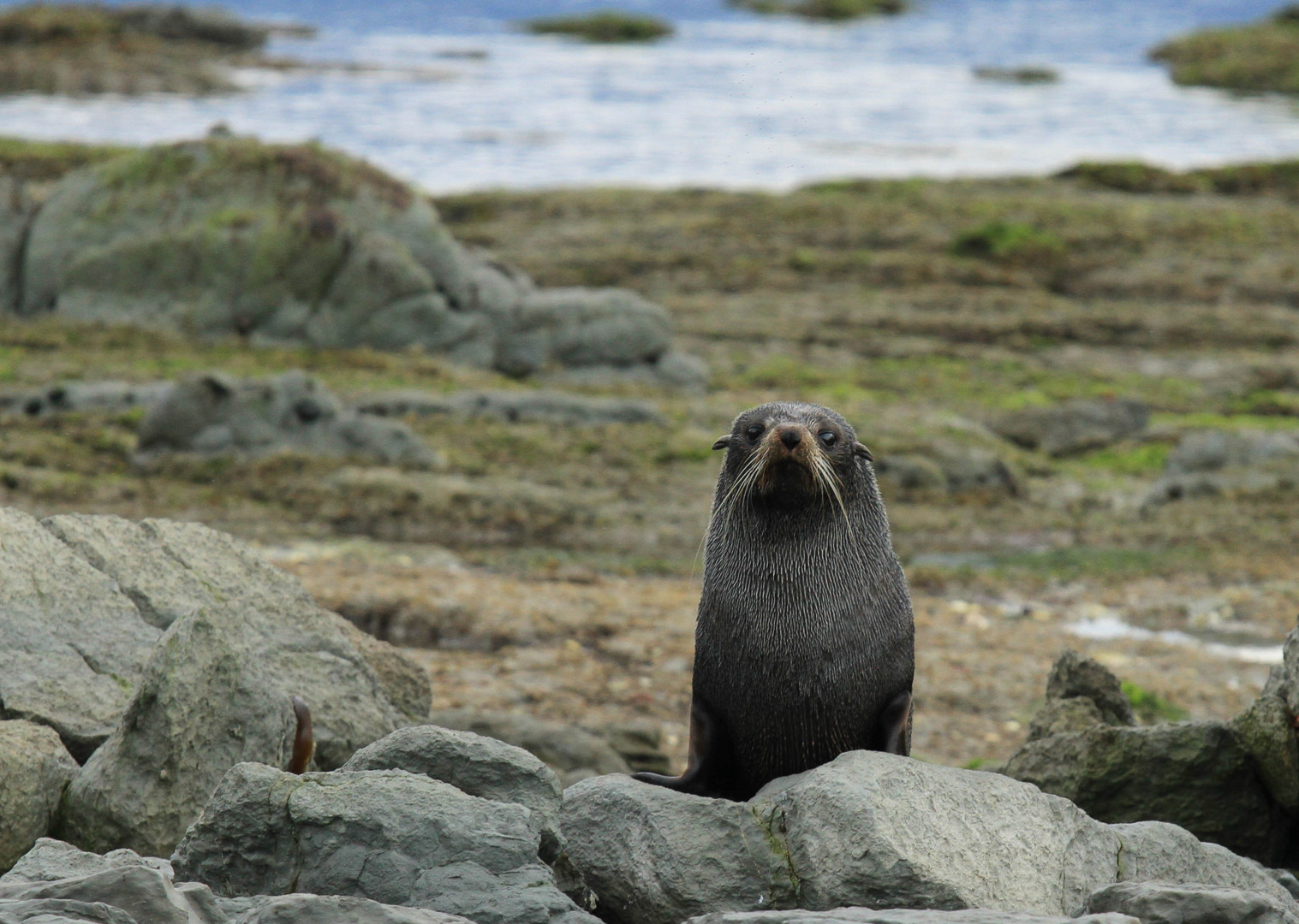 Fur Seal