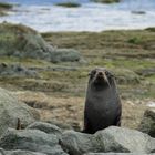 Fur Seal