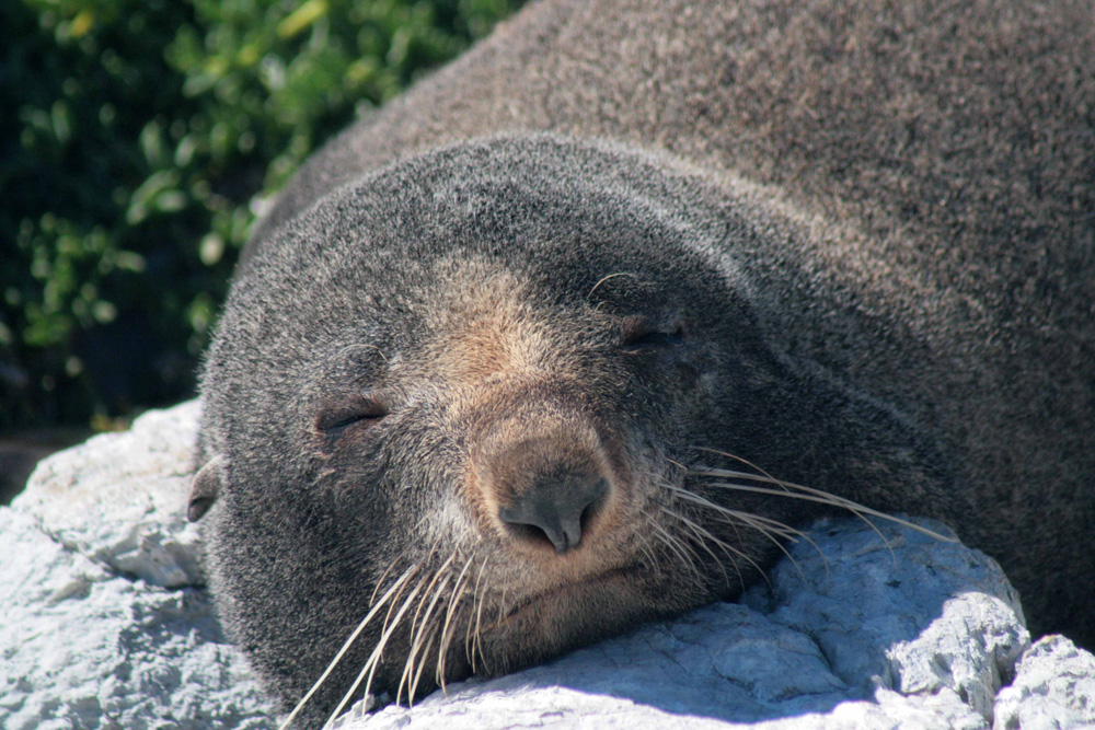 Fur Seal in Kaikoura