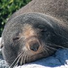 Fur Seal in Kaikoura