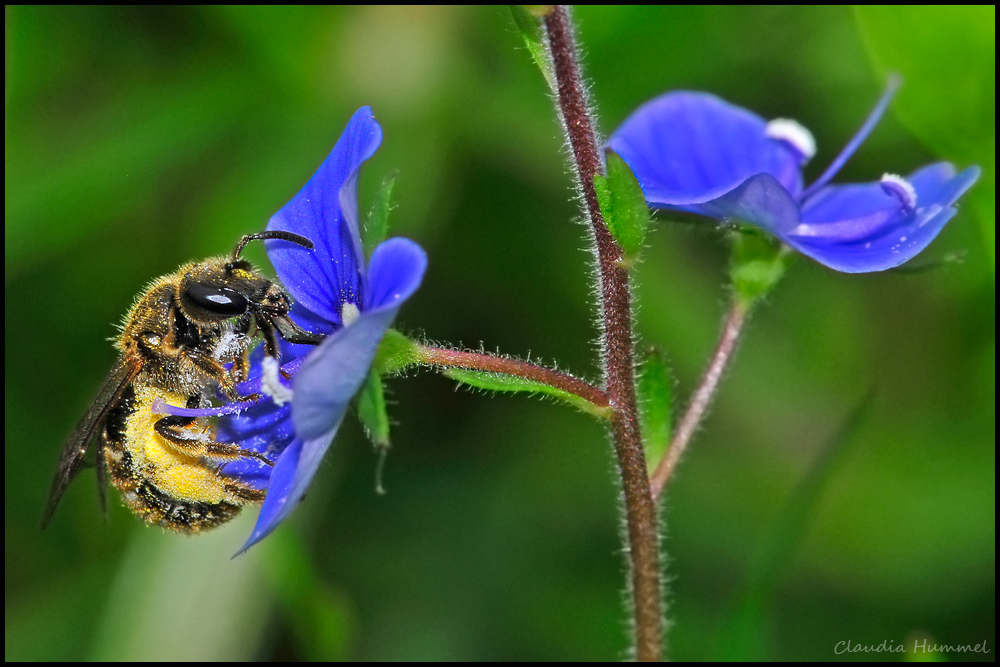 Furchenbienchen auf Veronica