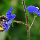 Furchenbienchen auf Veronica