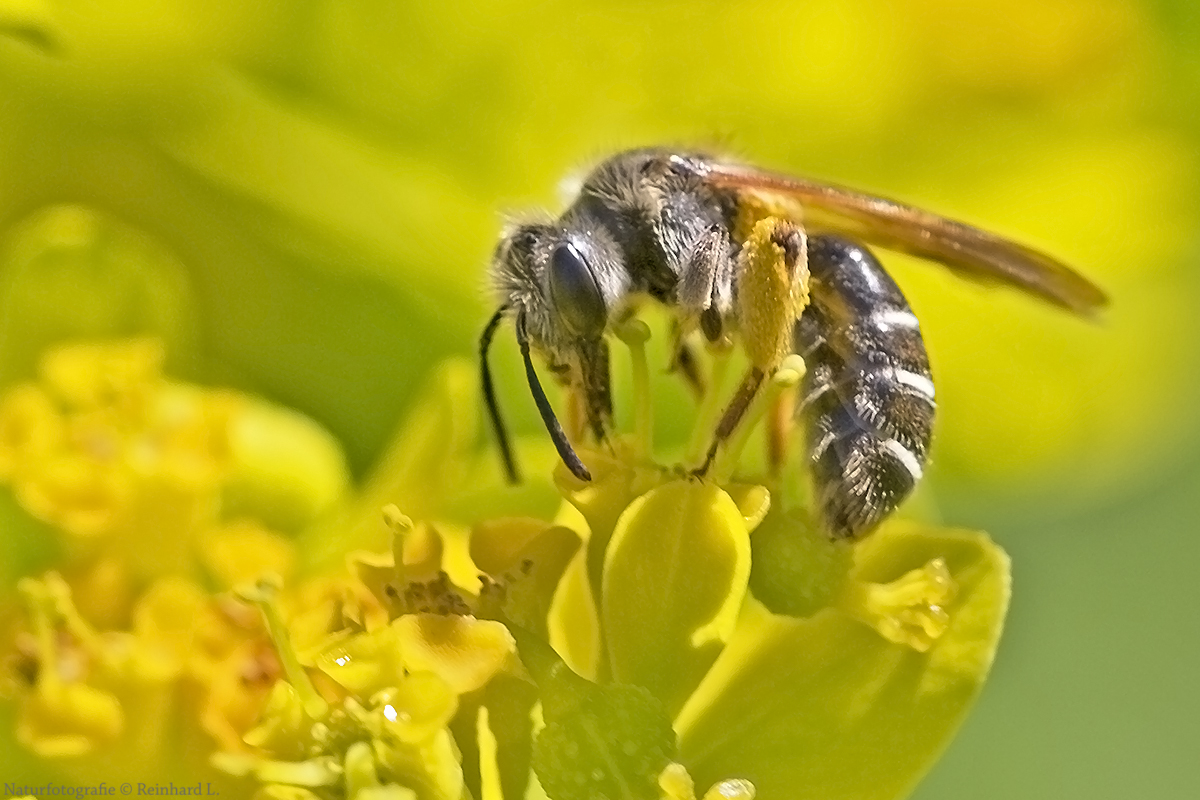 Furchenbiene Foto & Bild sommer, makro, frühling Bilder auf