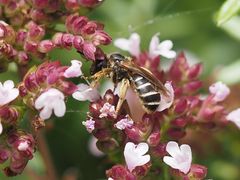 Furchenbiene an Origanum