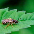 Furchenbiene (Gattung Halictus oder Lasioglossum).