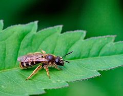 Furchenbiene (Gattung Halictus oder Lasioglossum).