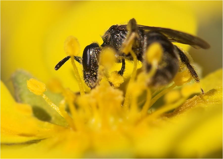 Furchenbiene (Gattung Lasioglossum) 2