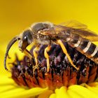 Furchenbiene (Halictus, Lasioglossum)