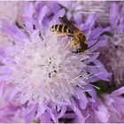 Furchenbiene (Halictus scabiosae)