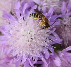 Furchenbiene (Halictus scabiosae)