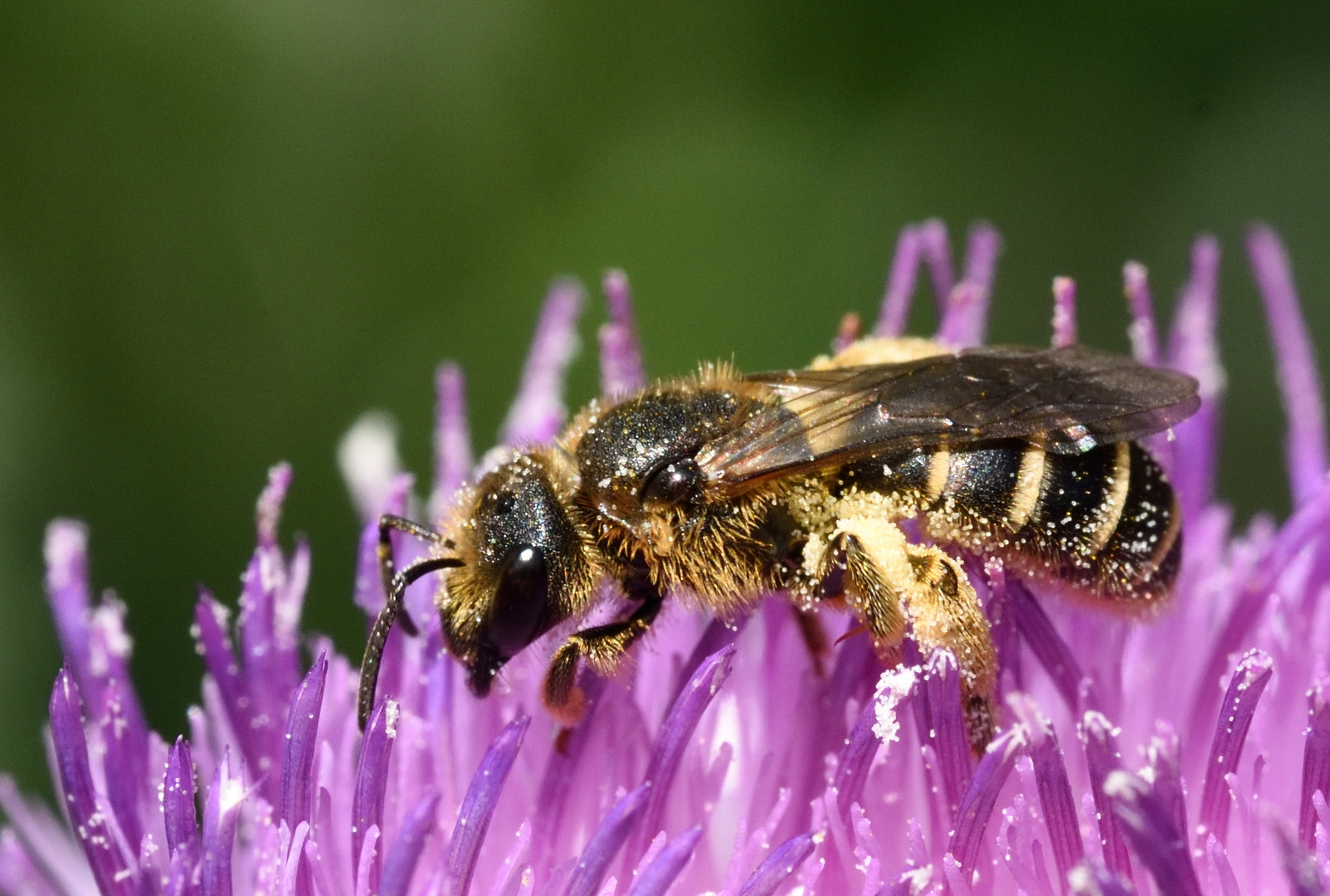 Furchenbiene, Halictus sp.