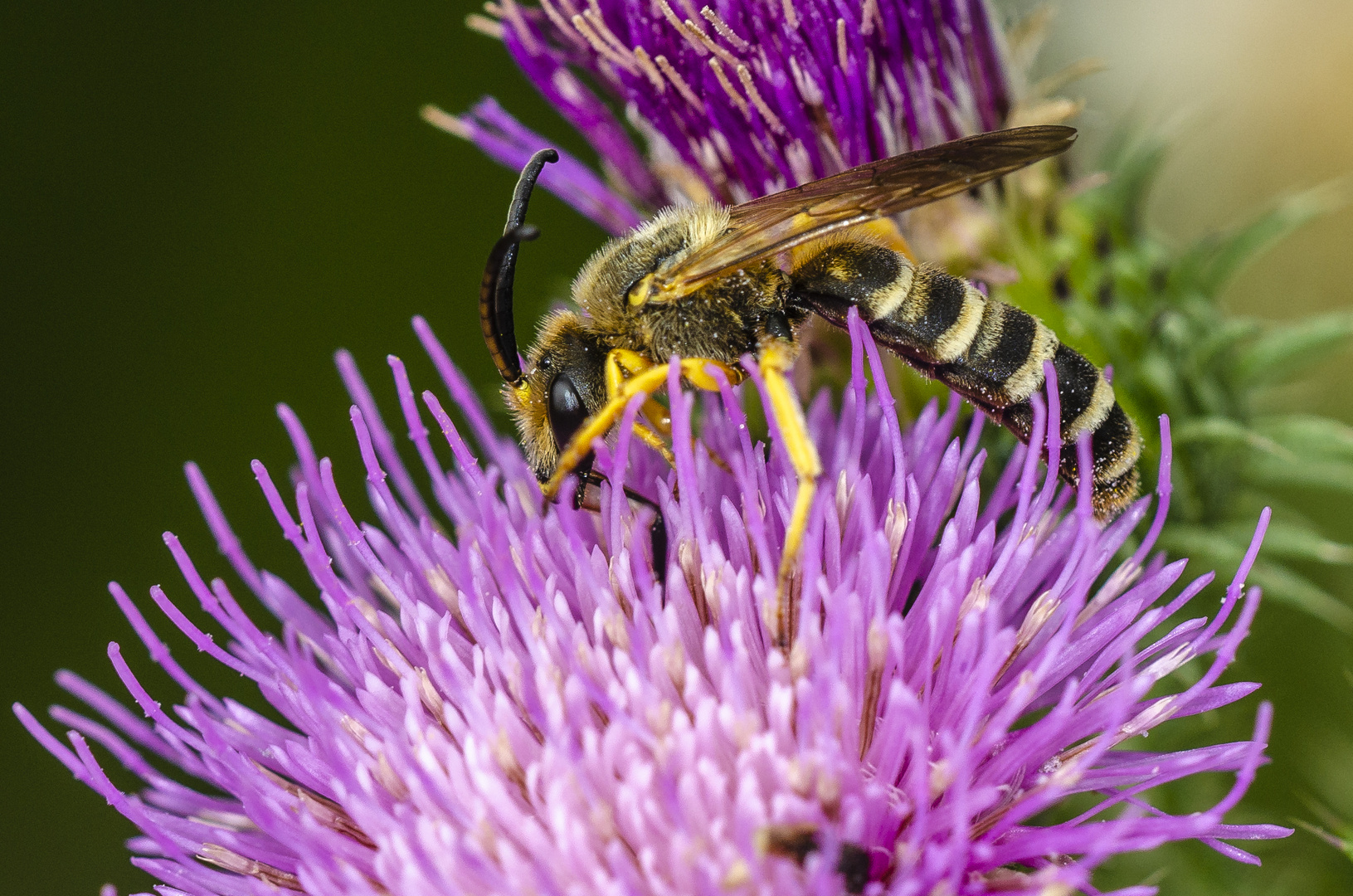 Furchenbiene (Halictus spec.)