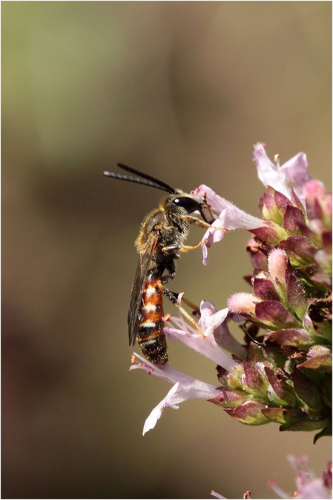 Furchenbiene Lasioglossum calceatum - Männchen