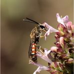 Furchenbiene Lasioglossum calceatum - Männchen