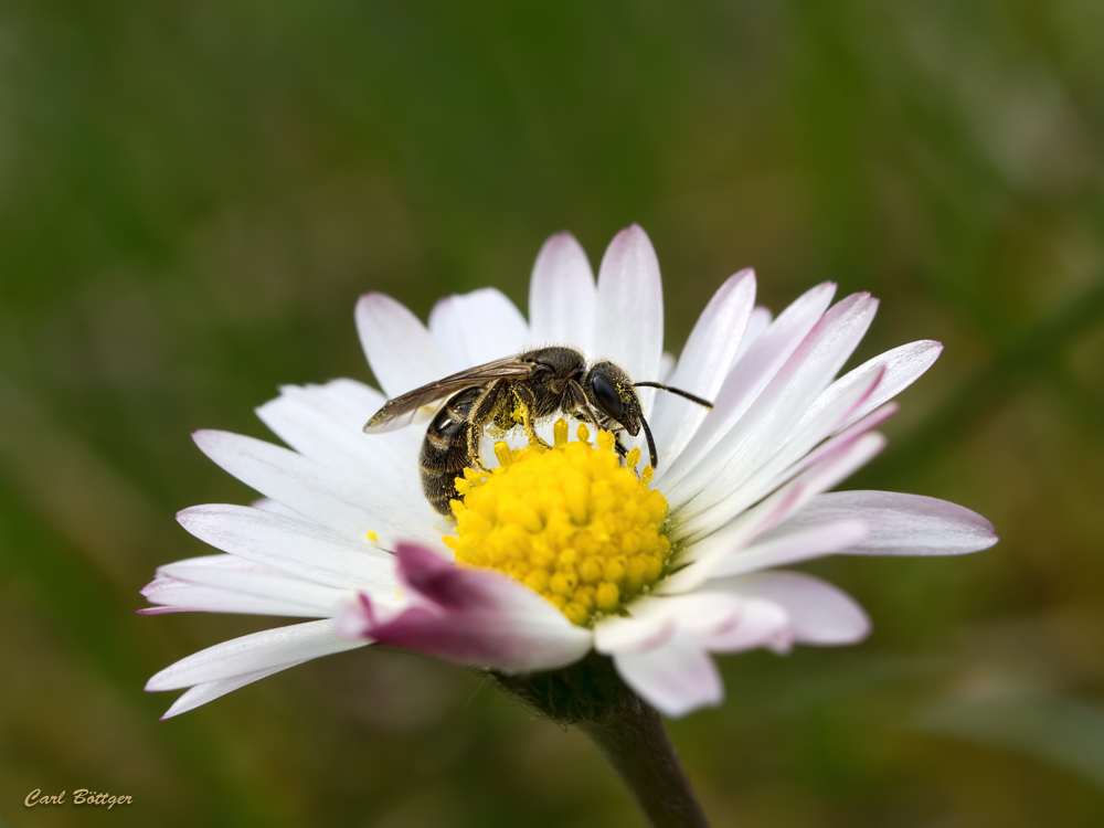 Furchenbiene möglicherweise Lasioglossum villosulum