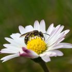 Furchenbiene möglicherweise Lasioglossum villosulum