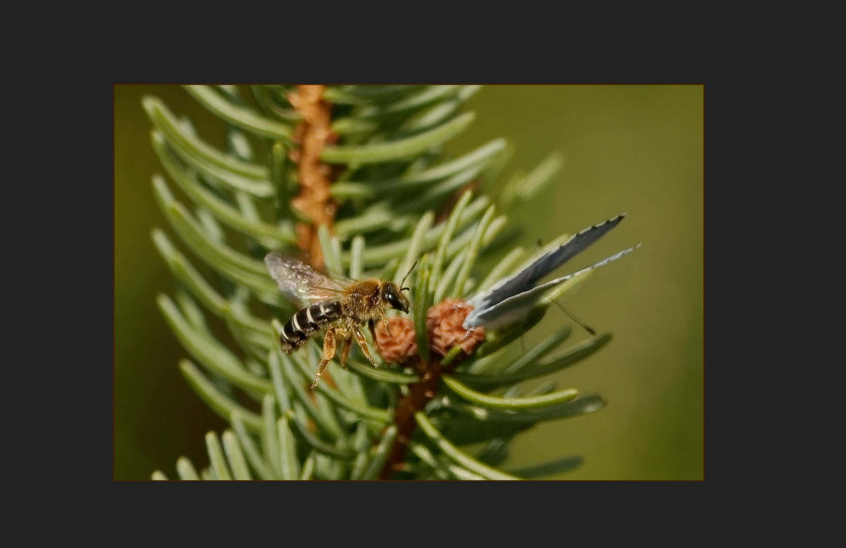 Furchenbiene und Bläuling