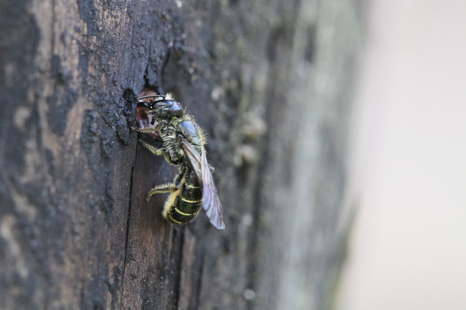 Furchenbienen: Halictus tumulorum