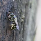 Furchenbienen: Halictus tumulorum