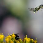 Furchenbienen Männchen