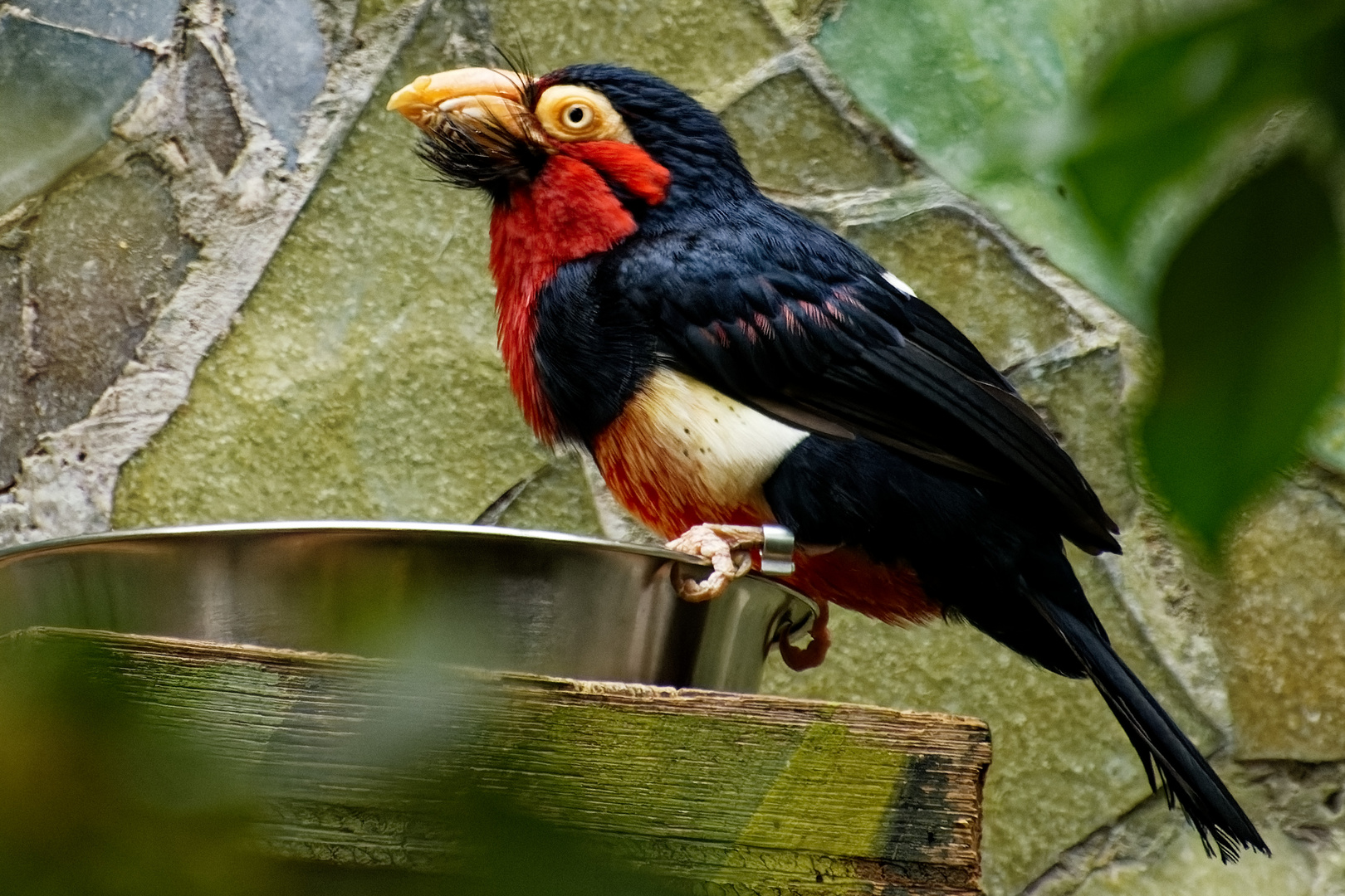 Furchenschnabel-Bartvogel  