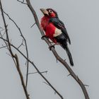 Furchenschnabel Bartvogel