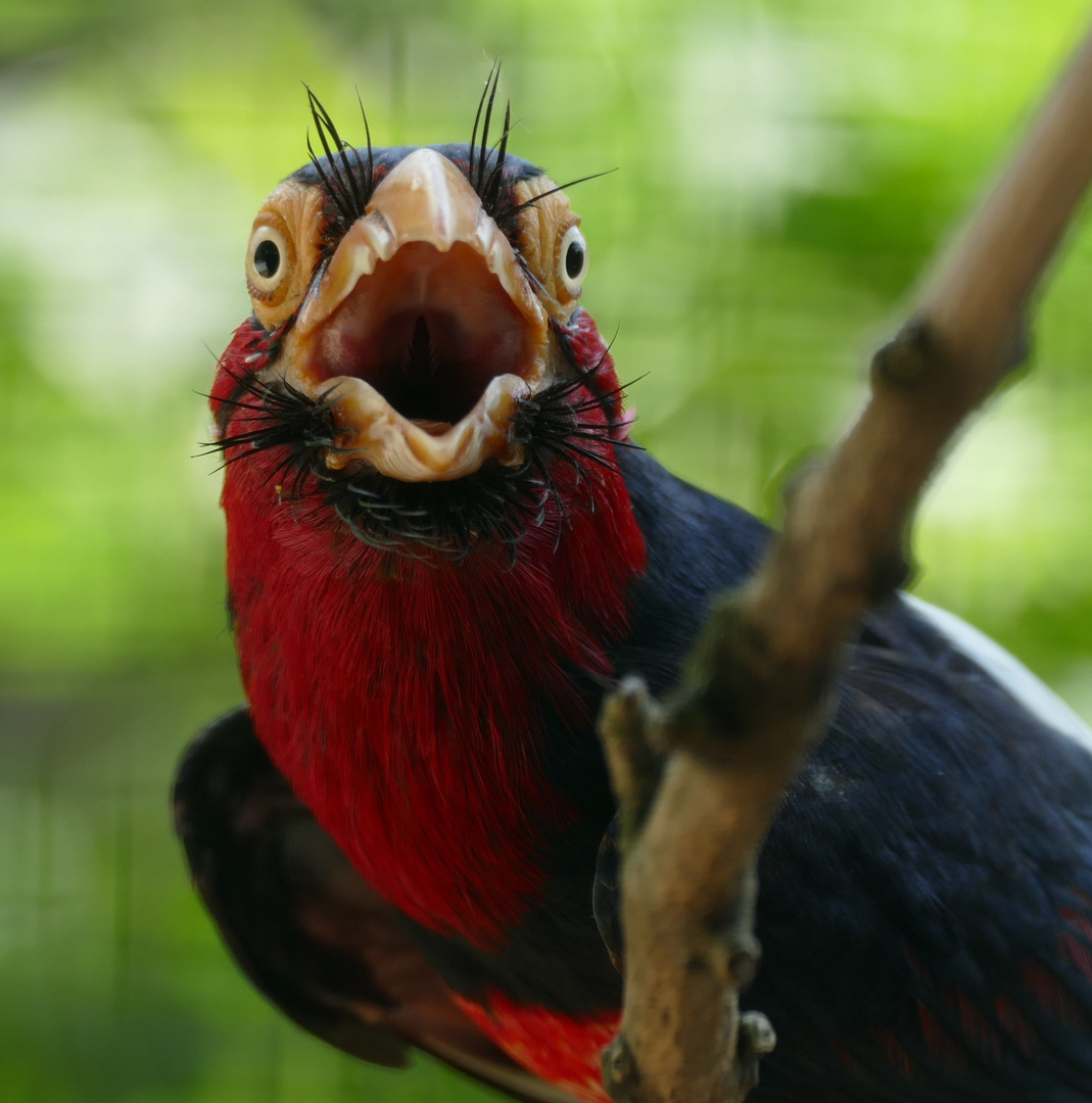 Furchenschnabel-Bartvogel im Kölner Zoo