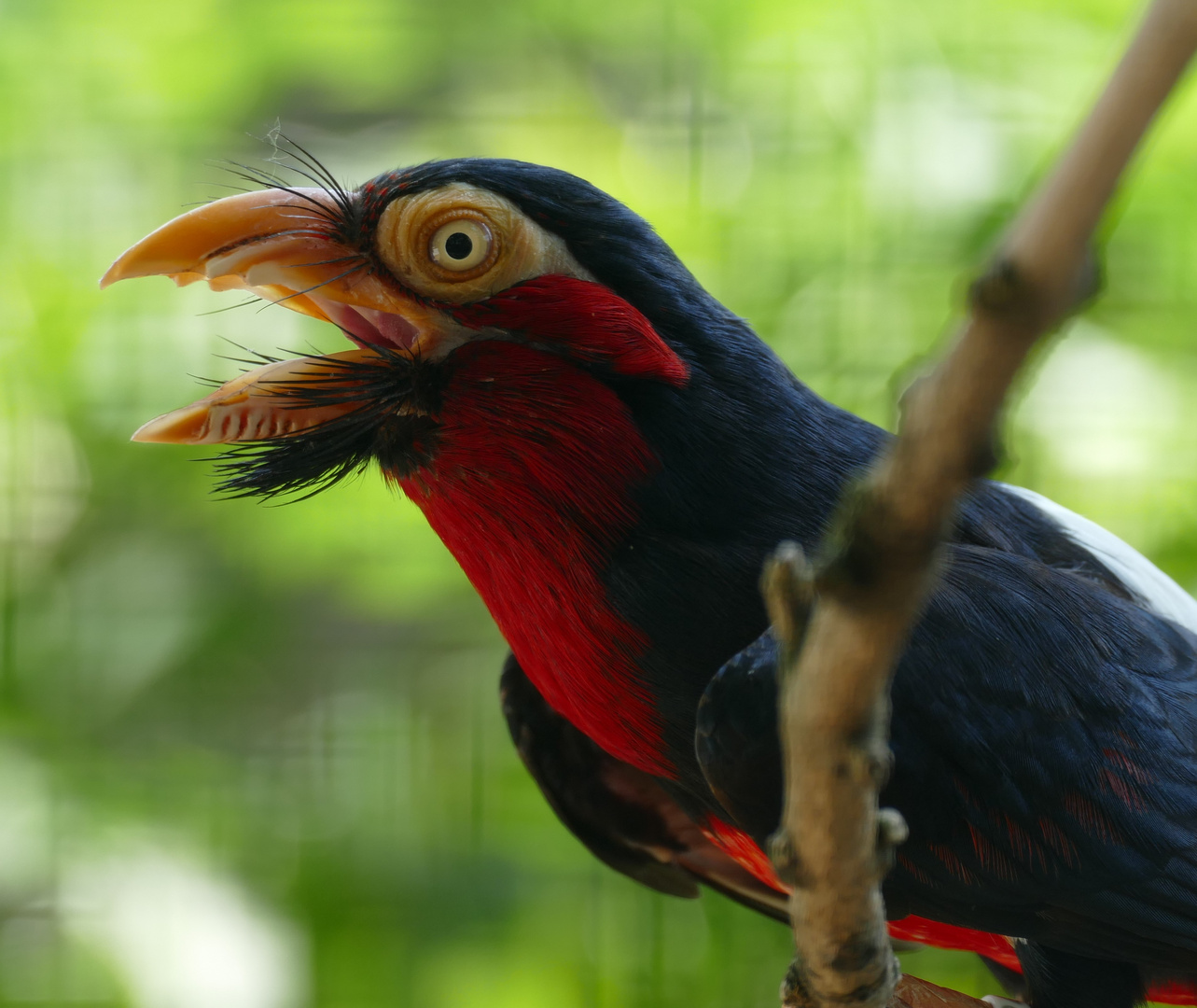 Furchenschnabel-Bartvogel im Kölner Zoo