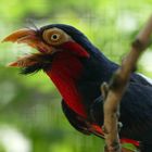 Furchenschnabel-Bartvogel im Kölner Zoo