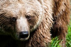 Furchtlos dem Bären direkt in die Augen geschaut