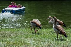 Furchtlos - Nilgänse