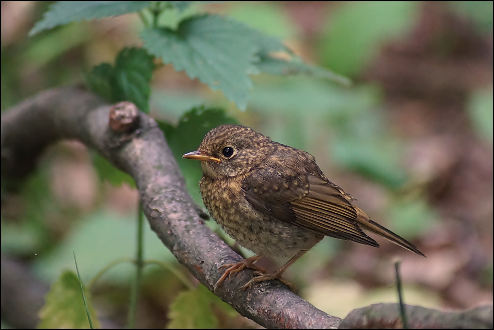 furchtloser Amsel Ästling