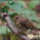 furchtloser Amsel Ästling