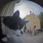 furchtloser Selbstversuch mit dem Selbstbau-Fisheye-Objektiv