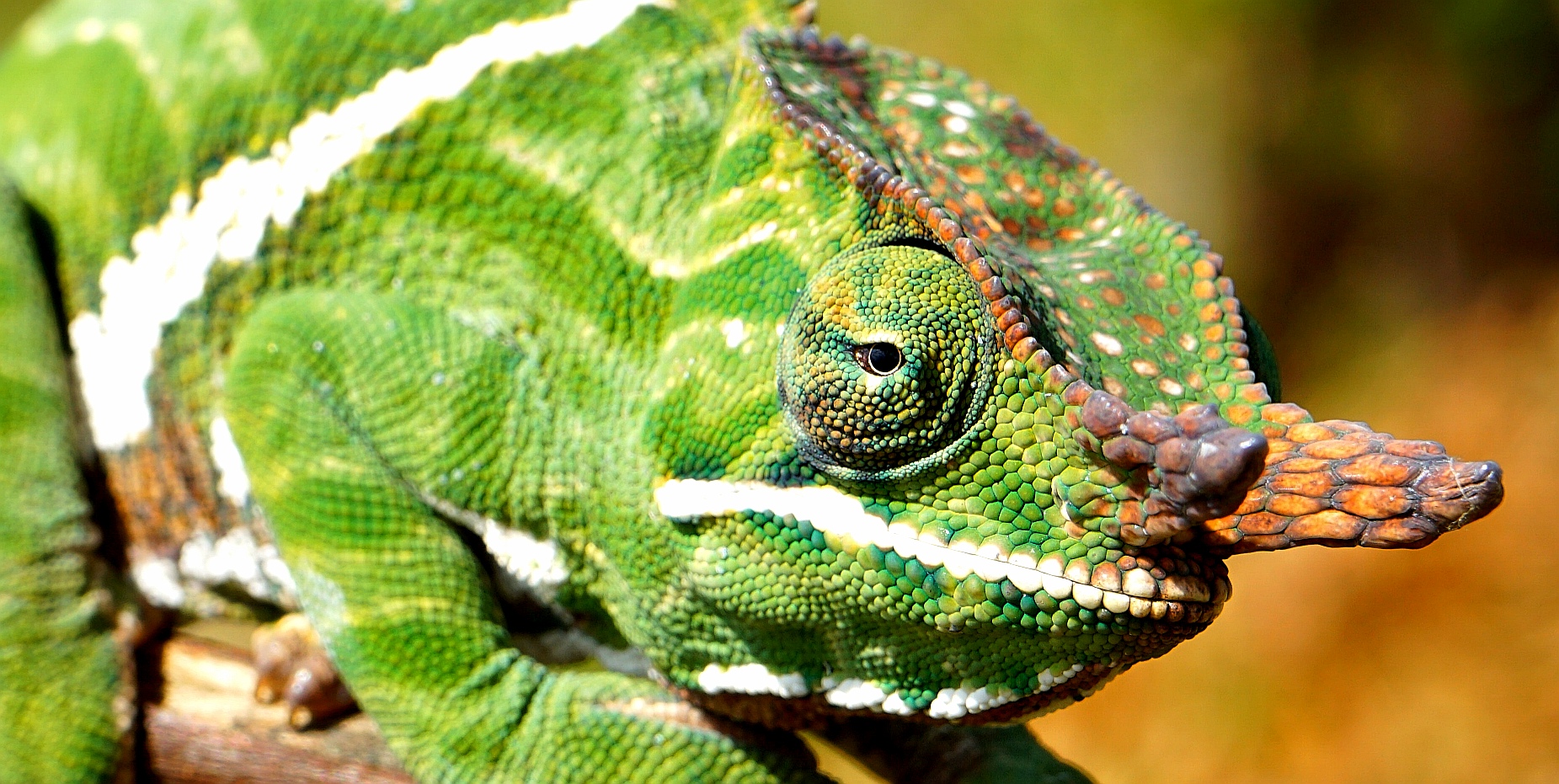 Furcifer balteatus 