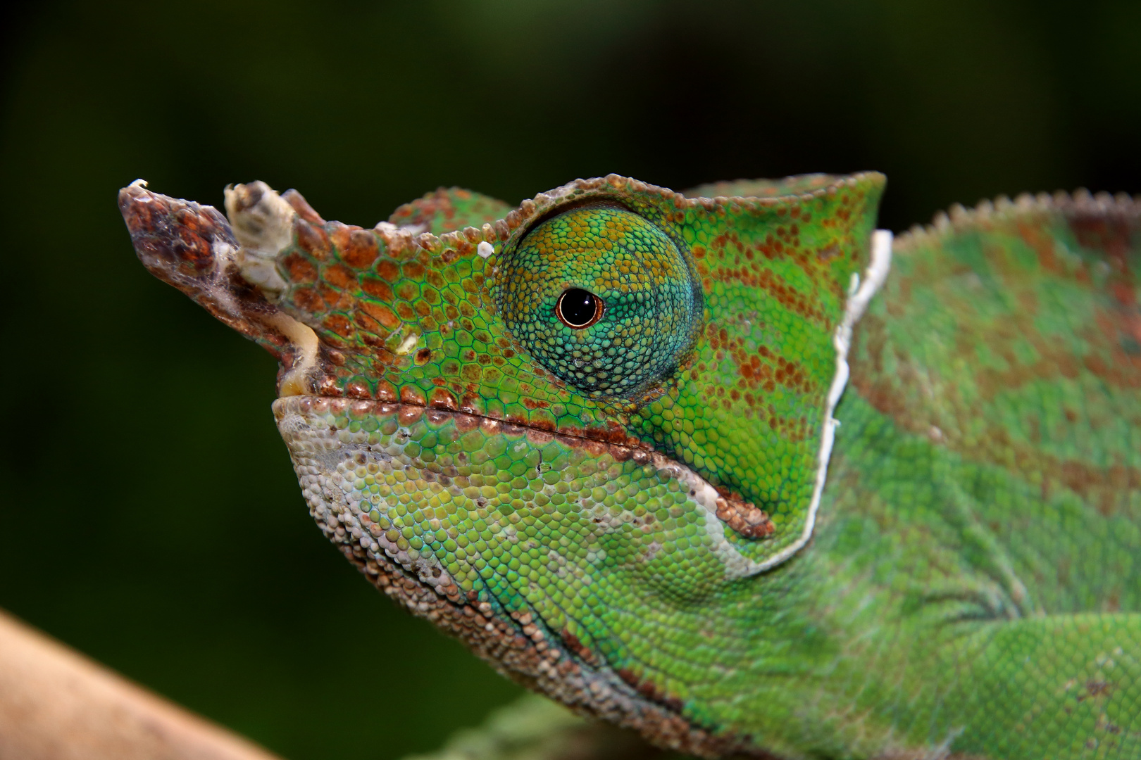 Furcifer balteatus, Ranomafana NP, Madagaskar