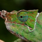 Furcifer balteatus, Ranomafana NP, Madagaskar