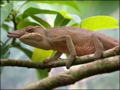 Furcifer bifidus