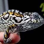 Furcifer lateralis