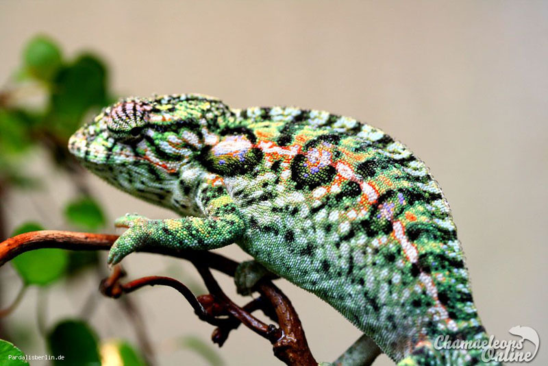 furcifer lateralis