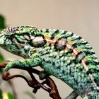 furcifer lateralis