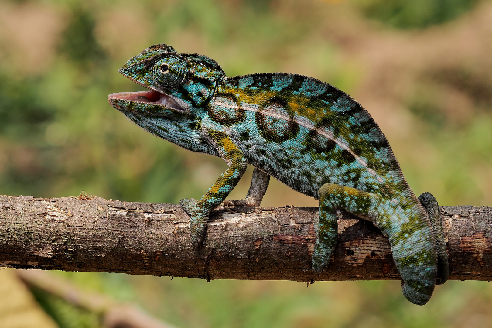 Furcifer lateralis