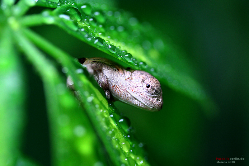 Furcifer lateralis lateralis