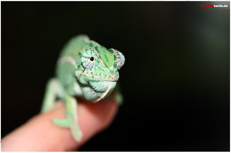 Furcifer lateralis lateralis