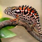 Furcifer lateralis lateralis gravide