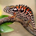 Furcifer lateralis lateralis gravide