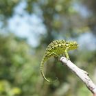 Furcifer Lateralis Madagaskar 