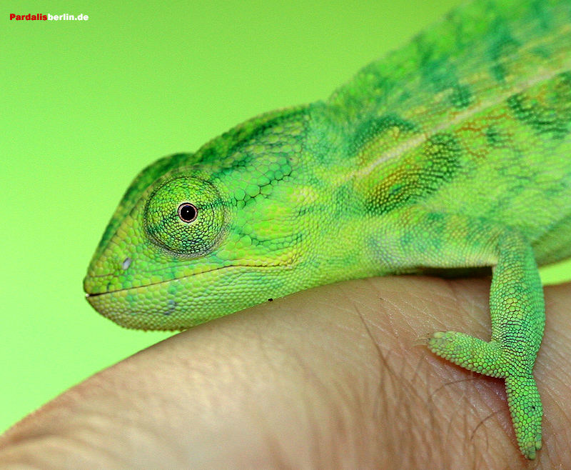 Furcifer lateralis weibchen