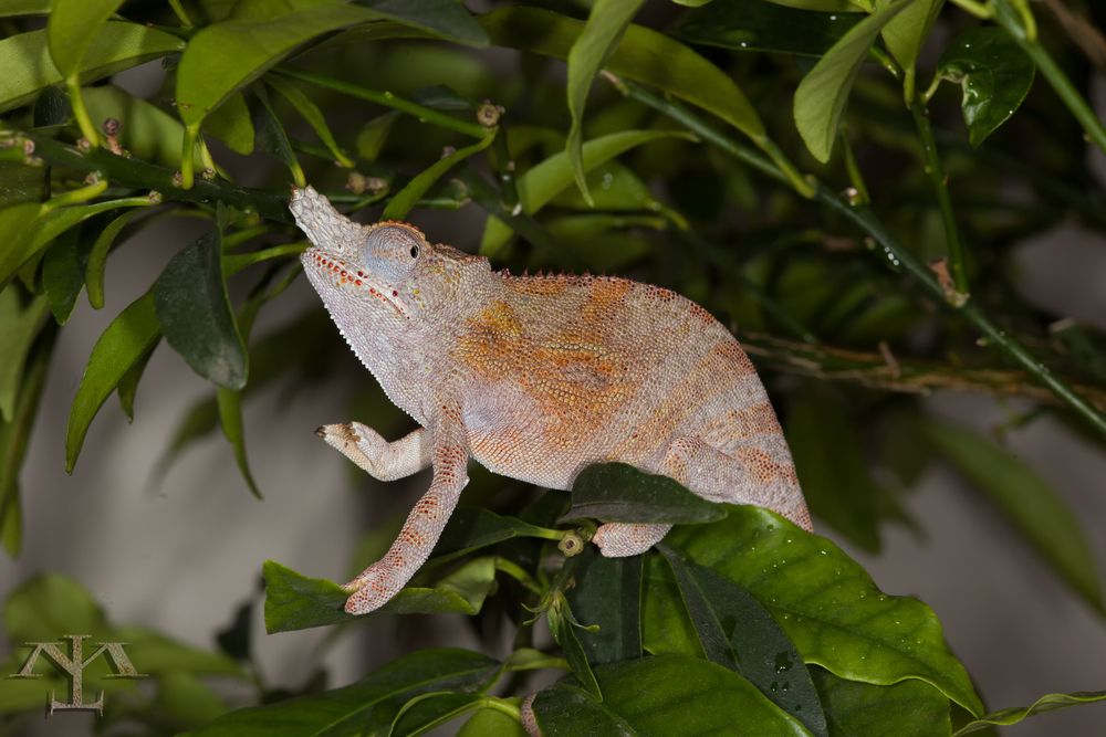 Furcifer minor - male